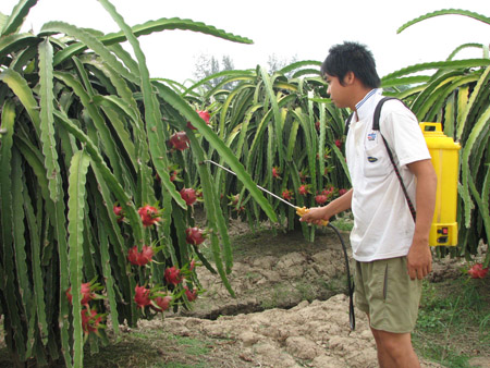 Chăm sóc thanh long ở huyện Châu Thành, Long An. 