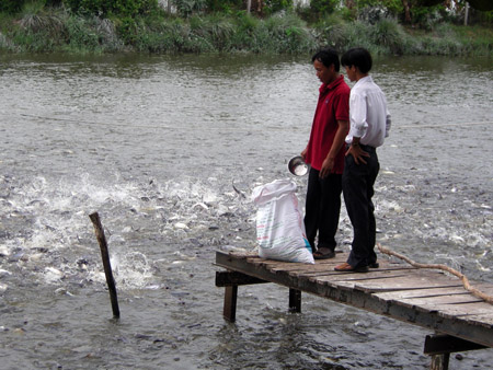 Giá cá tra giống tăng, nguồn cá giống khan hiếm (ảnh chụp xã Phú Phong, huyện Châu Thành, Tiền Giang).