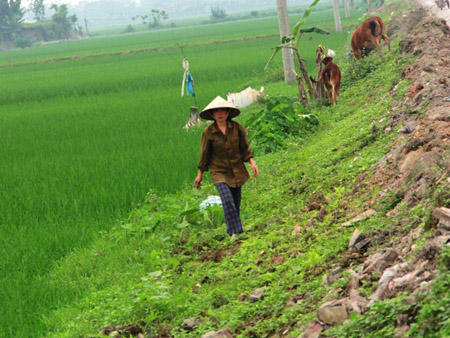 Người dân thôn Dương Cương cho biết, nếu hộ nào muốn lấy ruộng giáp ranh Quốc lộ 38 phải “biết điều” với lãnh đạo thôn. 