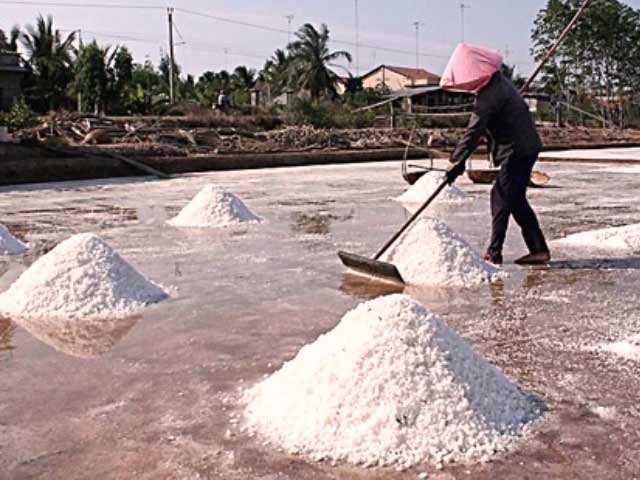  Nữ diêm dân Lai Hòa (Vĩnh Châu) thu hoạch muối.