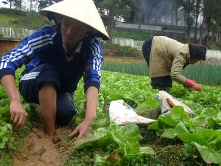 Cần tích cực làm cỏ để tạo điều kiện phát triển cho cây trồng.