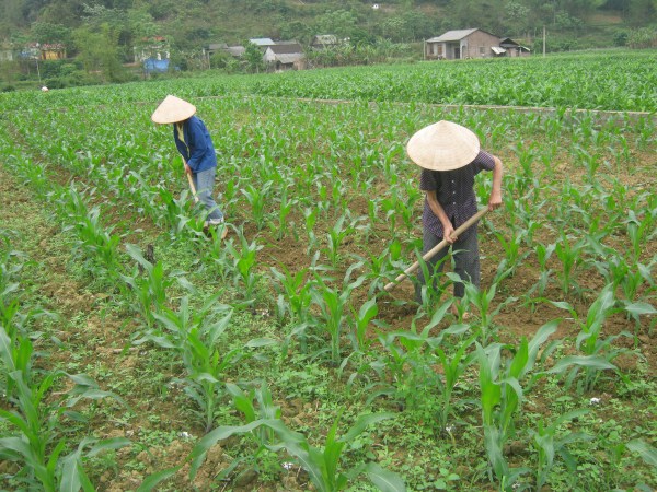 Nông dân xóm Đà Sa, xã Đa Thông (Thông Nông) chăm sóc ngô vụ đông xuân. (Nguồn ảnh: Báo Cao Bằng)