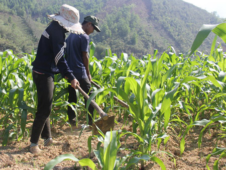 Người dân miền núi Sơn Hà đầu tư trồng ngô ven sông từ nguồn vốn vay dành cho hộ cận nghèo. 