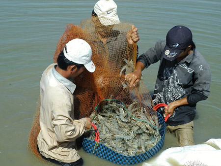 	Chưa biết đến bao giờ con tôm của Việt Nam mới hết bị các nước nhập khẩu cảnh báo (ảnh minh họa).