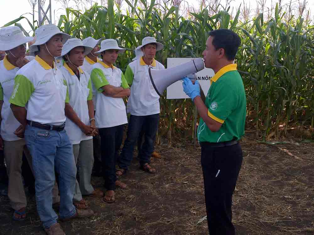 Hướng dẫn quy trình canh tác ngô hiệu quả cho nông dân. 