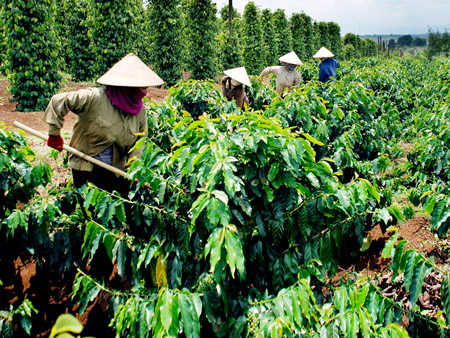 Đồng bào ở Tây Nguyên chăm sóc cà phê. 