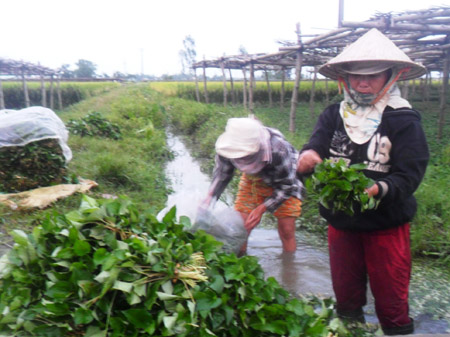 Nông dân Võ Thị Lai đang rửa rau diếp cá trên ruộng để kịp giao cho thương lái đến thu mua. 