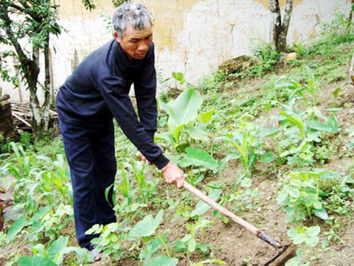 Ông Phu Lò Dé chăm sóc vườn nhà.