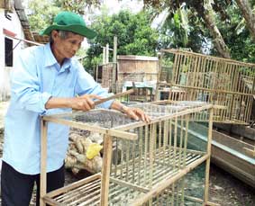 Ông Tời tự tay đóng chuồng nuôi bồ câu để tiết kiệm chi phí. (Nguồn ảnh: Báo Cần Thơ)