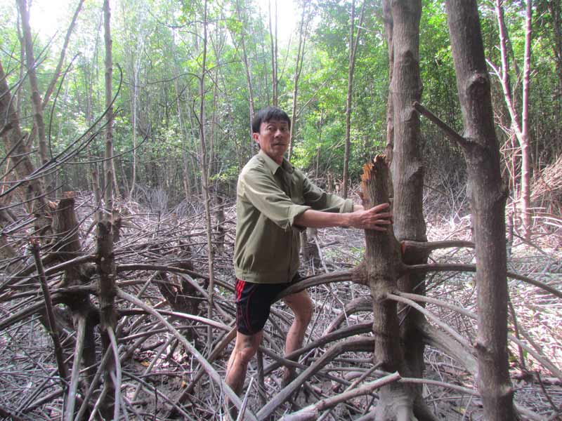 Lần đầu tiên băng rừng ngập mặn, PV ghi nhận khá nhiều hình ảnh về cây rừng bị tàn phá.