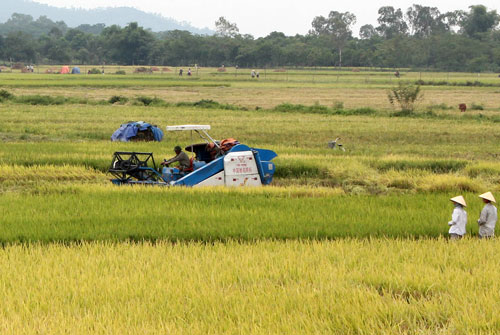 Nông dân xuân xã Thiệu Đô, huyện Thiệu Hóa đưa máy gặt và đóng bao tự động vào thu hoạch lúa chiêm xuân. (Ảnh minh họa, nguồn: Báo Thanh Hóa)