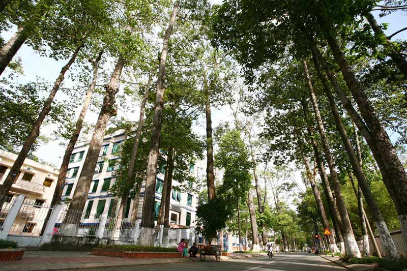 Hàng cây sao che bóng mát ở thành phố Trà Vinh.