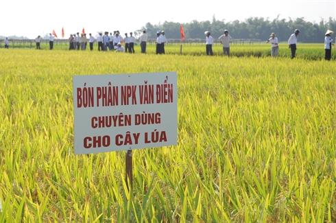 Phân bón Văn Điển từ lâu đã là người bạn thân thuộc của nông dân (Nguồn ảnh: NNVN)