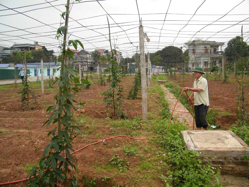 Công nhân kiểm tra vườn gấc