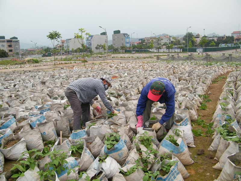 Công nhân Công ty Đông Dương chăm sóc cây dược liệu