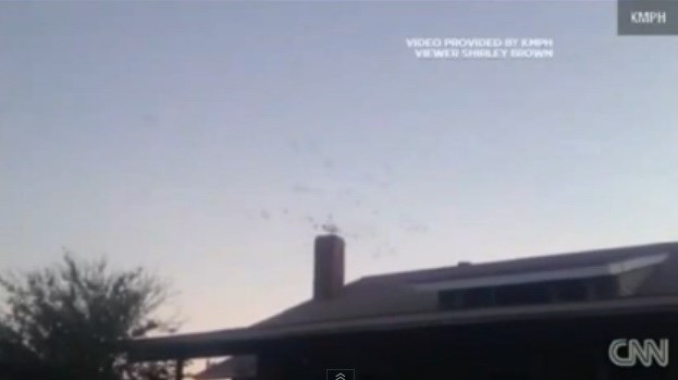 Đàm chim bay vào nhà của bà Brown qua đường ống khói. (Nguồn: CNN)