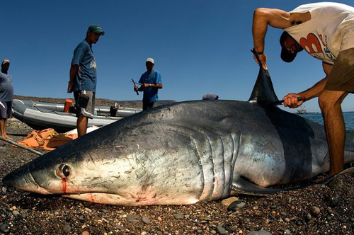 Một con cá mập đang bị cắt vây lưng.