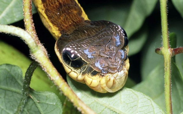  Ấu trùng bướm Hemeroplanes triptolemus có ngoại hình giống loài rắn.