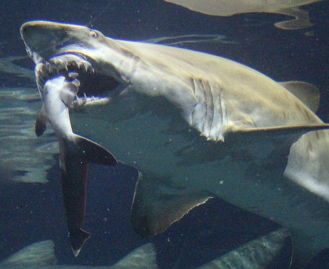 Con cá mập lớn cố gắng ăn thịt con cá mập nhỏ. (Nguồn: CEN)