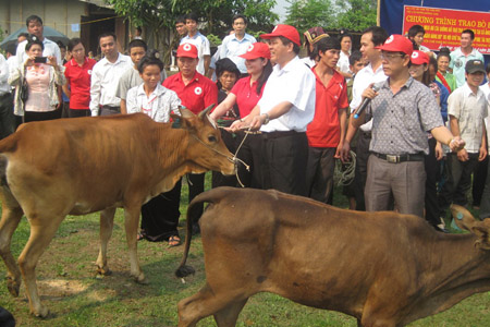 Trao bò giống cho người dân xã Ảng Nưa, huyện Mường Ảng. 