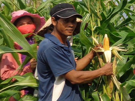 Người dân chuẩn bị thu hoạch ngô. 