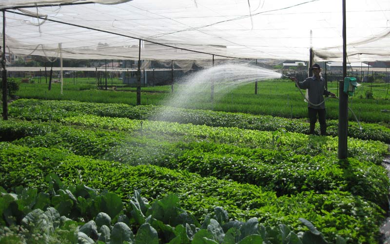 Nông dân TP.HCM  ứng dụng KHKT vào sản xuất nông nghiệp đem lại hiệu quả kinh tế cao (ảnh minh họa).