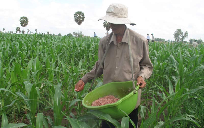 Đây là năm đầu tiên ông Lê Hoàng Quốc (ở ấp Cả Ngay, xã Phú Lợi, huyện Giang Thành, tỉnh Kiên Giang)  chuyển đổi 3ha đất lúa sang trồng ngô.