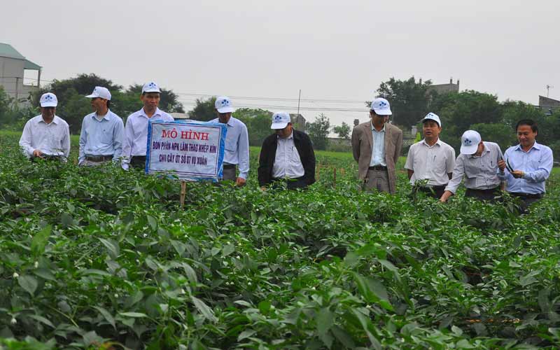 Lãnh đạo huyện Mỹ Lộc và Supe   Lâm Thao tham quan mô hình trồng ớt lai số 7 tại xã Mỹ Tiến.