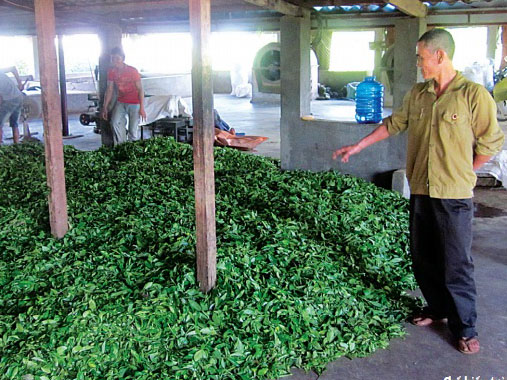 Theo cục Trồng trọt, năm 2013 diện tích trà cả nước là 135.300ha, giá trị xuất khẩu cả năm đạt 222 triệu USD. Trong bốn tháng đầu năm 2014, khối lượng xuất khẩu trà ước đạt 33.000 tấn với giá trị đạt 51 triệu USD, giảm 13,2% về khối lượng và giảm 10,7% về giá trị so với cùng kỳ năm 2013.