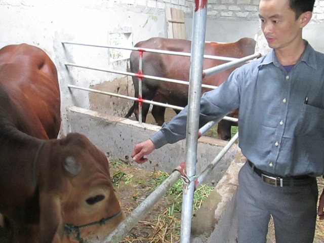 Cán bộ Hội Nông dân huyện kiểm tra mô hình nuôi bò nhốt 05 con của anh Nguyễn Văn Minh ở thôn Phan Sơn xã Gia Hanh (Nguồn ảnh: HNDHT)