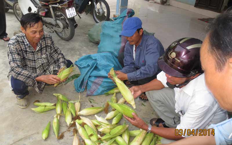 Vợ chồng ông Minh thu hoạch bắp để bán.