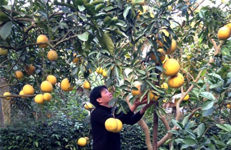 Vườn bưởi trĩu quả tại làng Phú Diễn, Bắc Từ Liêm, Hà Nội.