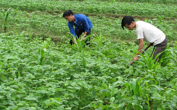 Nông dân huyện Bắc Hà (Lào Cai) chăm sóc đậu nành vụ xuân.