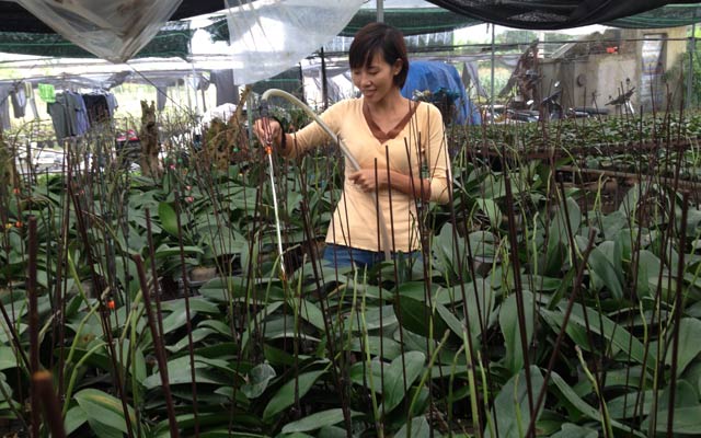 Mô hình trồng hoa trong nhà kính đang giúp nông dân có thu nhập cao. 
