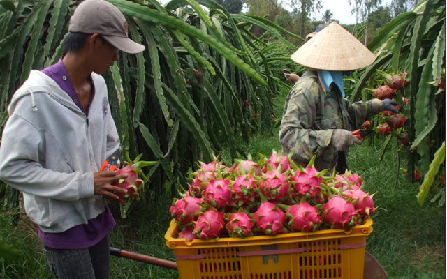 Được chăm sóc và phòng trừ dịch bệnh đúng cách, vườn thanh long cho hiệu quả cao. 