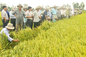 (Ảnh minh hoạ, nguồn: TTĐT An Giang)