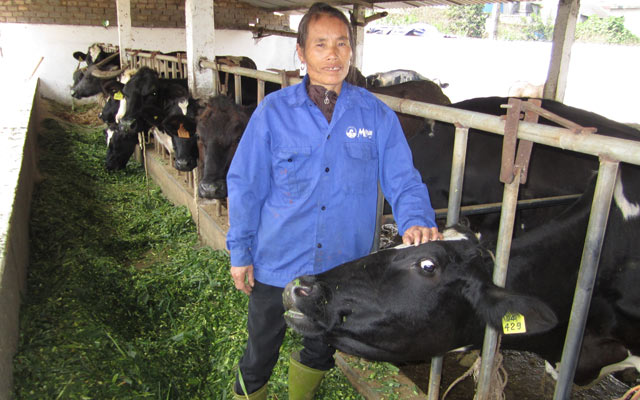 Chăn nuôi bò sữa đã trở thành nghề cho thu nhập cao và ổn định với bà con các dân tộc huyện Mộc Châu.