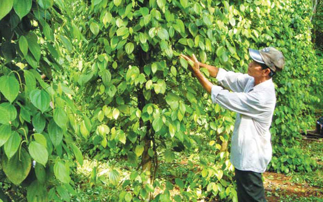 Cây hồ tiêu bón bằng phân bón Lâm Thao cho năng suất cao, chất lượng tốt. 