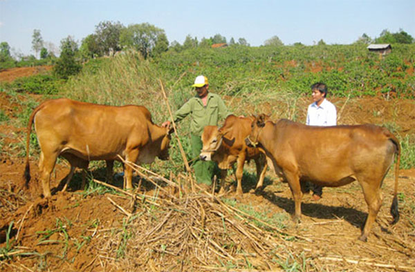 Nhờ được cán bộ ngân hàng hướng dẫn, tư vấn nên các thành viên trong Tổ tiết kiệm và vay vốn thôn 13, xã Đắk Lao luôn sử dụng nguồn vốn hiệu quả, từ đó trả nợ vay đúng thời hạn (Nguồn ảnh: NHCSXHĐN)