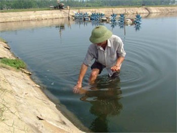 Khoanh vùng dịch, thu gom tôm chết, xử lý nguồn nước là  những việc cần làm ngay để hạn chế lây lan dịch đốm trắng . Ảnh: báo Hà Tĩnh