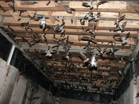 Nhà nuôi chim Yến (Ảnh minh hoạ, nguồn: internet)