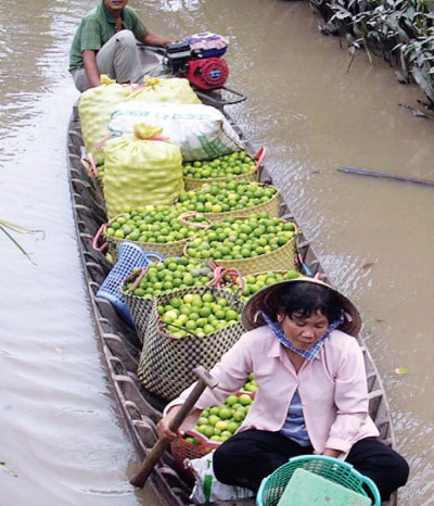 Thương lái gom chanh  tận các vườn.