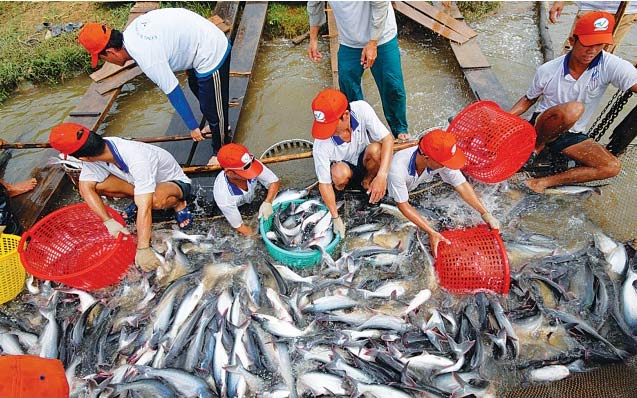 Cá tra là sản phẩm Việt Nam có thế mạnh, nhưng nông dân nuôi cá tra vẫn liên tục gặp khó khăn. Ảnh: Lê Hoàng Yến