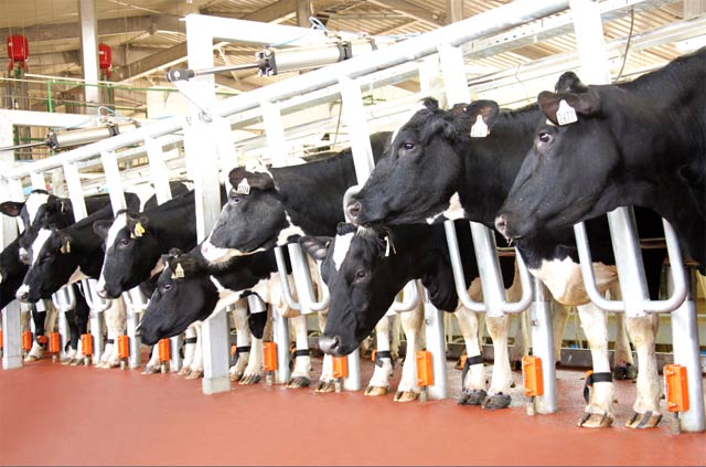 Tập đoàn TH là một trong những doanh nghiệp đầu tư vào nông nghiệp công nghệ cao  trong chăn nuôi bò sữa mạnh nhất trong những năm qua.
