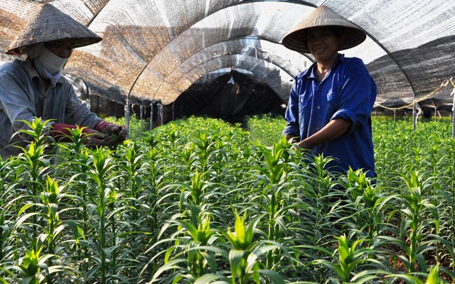 Nhiều mô hình sản xuất đã hình thành đem lại thu nhập cao cho người dân trong quá trình xây dựng NTM  (ảnh, người dân ở quận Bắc Từ Liêm, Hà Nội trồng hoa cho thu nhập cao).