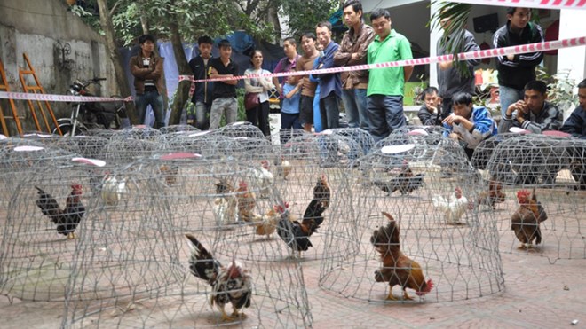 Những lồng gà Serama ở Hà Nội.