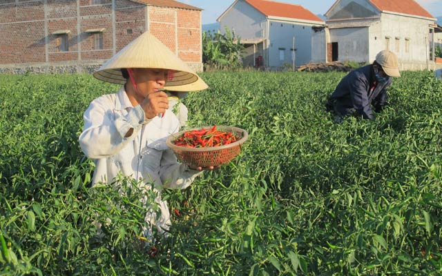 Giá ớt không bù đủ tiền công thu hoạch .