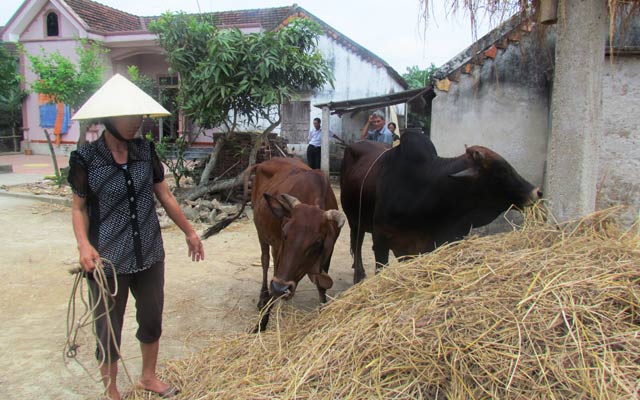 Đàn bò của gia đình chị Hồ Thị Kiên sinh sôi từ vốn vay ưu đãi. 