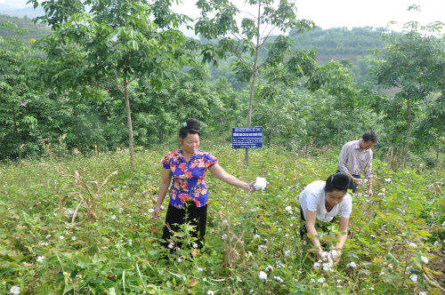 Mô hình trồng bông xen cao su tại bản Ngùa, xã Chiềng Pằn, huyện Yên Châu (Ảnh minh hoạ, nguồn: SET)