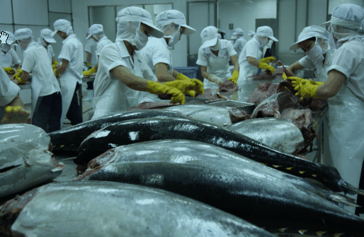 Chế biến xuất khẩu cá ngừ (Ảnh: Báo công thương)